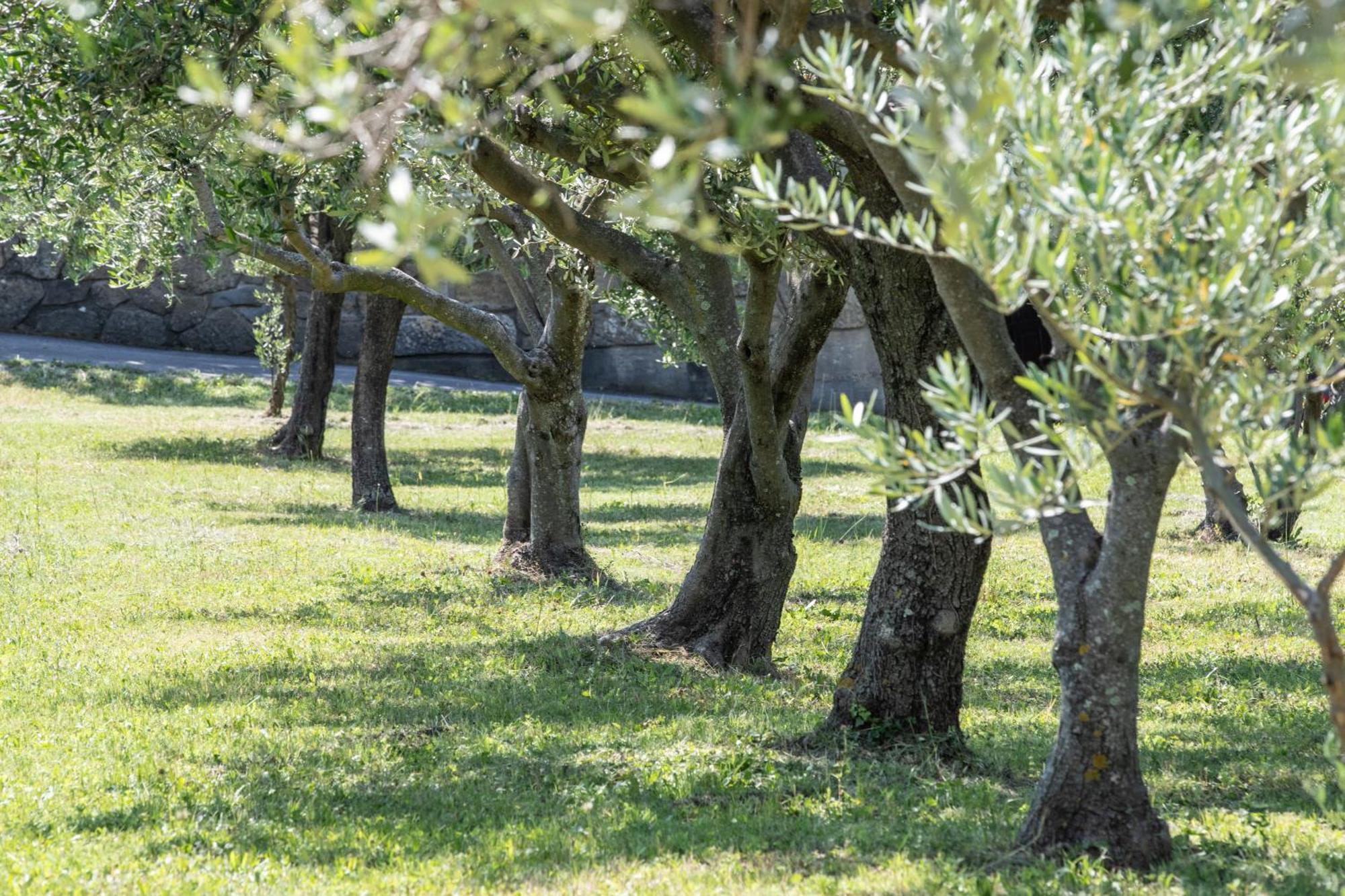 Affittacamere Cigui Múggia Exteriör bild